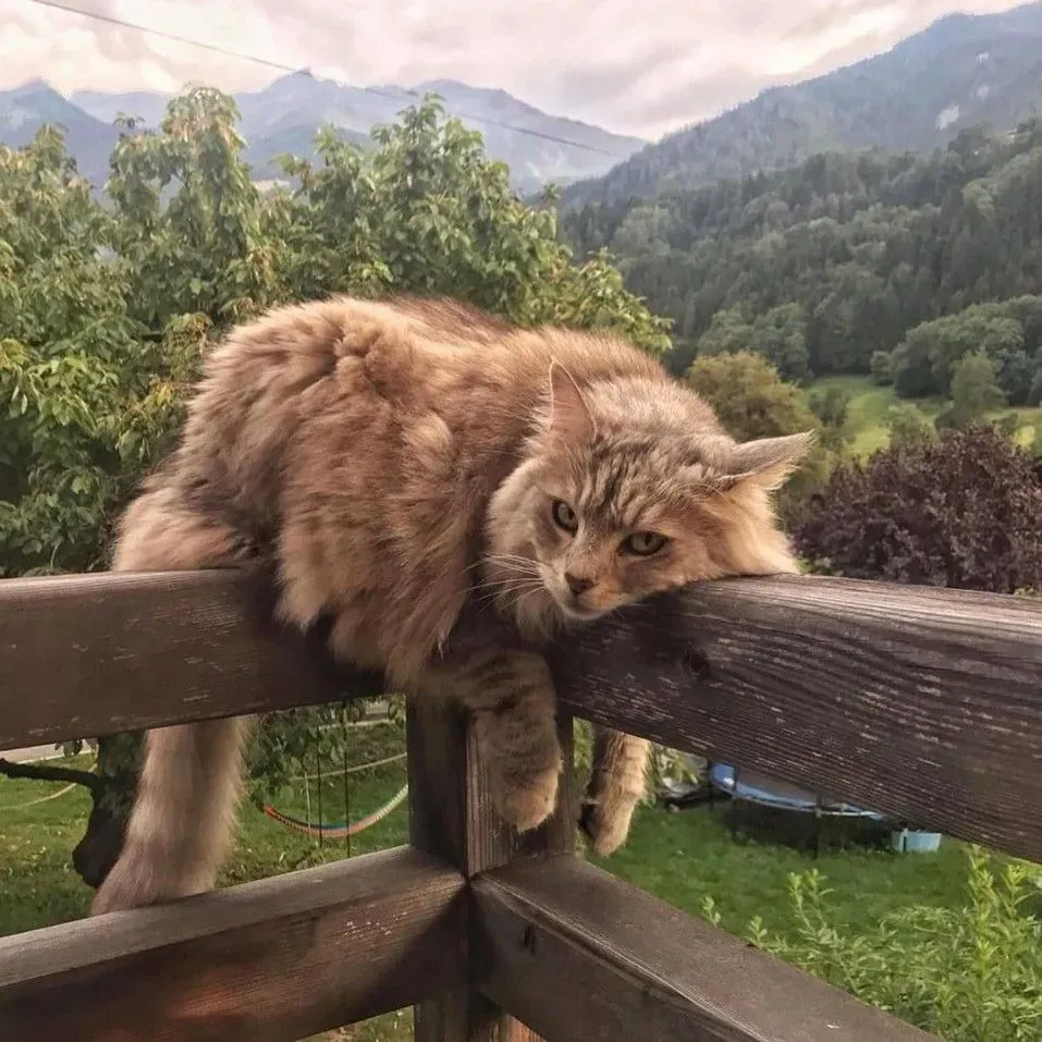 СНТ, ИЖС, ДНП - чем отличаются, и где вам будет хорошо