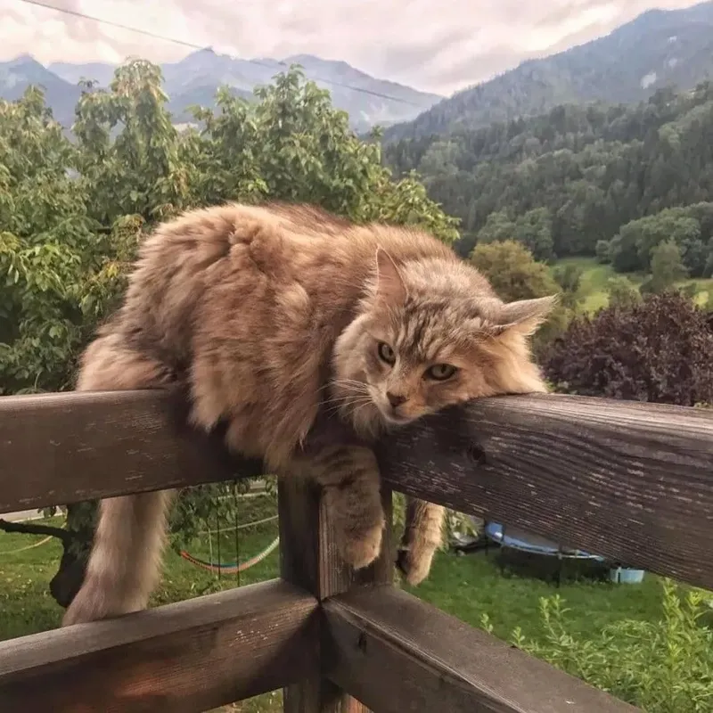 СНТ, ИЖС, ДНП - чем отличаются, и где вам будет хорошо